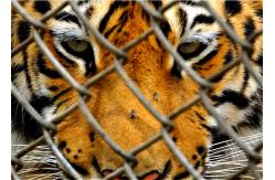 China OHSAS 18001 rust resistant wildlife Chain Wire Fencing supplier