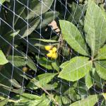 UV Resistant Anti Bird Net Square Mesh with Various Mesh Sizes