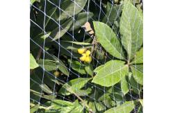 China UV Resistant Anti Bird Net Square Mesh with Various Mesh Sizes supplier