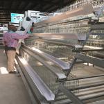 Galvanized Steel Smart Mini Poultry Cage System 3birds/Door 5doors for sale