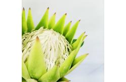 China 60cm White Artificial Potted Floor Plants Silk King Protea Cynaroides Flower supplier