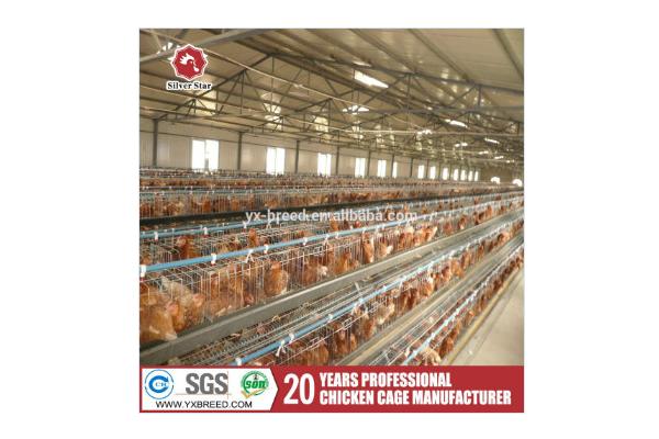 Layer Poultry Equipment A Frame Layer Cages SGS Approved