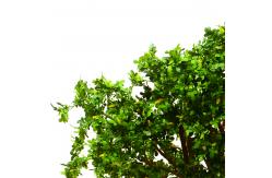 China Wholesale Boxwood Tree Artificial Boxwood Tree for Decoration supplier