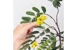 China Real Stem Artificial Landscape Trees Piptanthus 160cm No Nursing Evergreen 20'' Container supplier