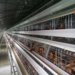 A Type Automatic Poultry Cage Layer Chicken Wire Mesh for sale