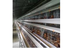 China 120 Birds Chicken Farm Poultry Cage With Egg Collecting System supplier