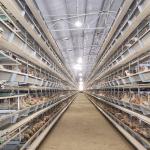 2.5mm 3Rows Battery Poultry Cage For Hen Farming Livestock Equipment for sale