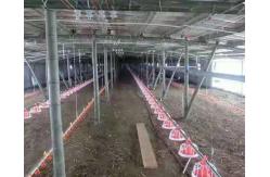 China Broiler Chicken Shed Automatic Pan Feeding System supplier