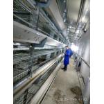 Hunsbandry Layer Chicken Cage For Laying Hens SGS Approval for sale