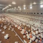 Fully Automated Ventilated Chicken Coop Light Steel Frame Structure Building