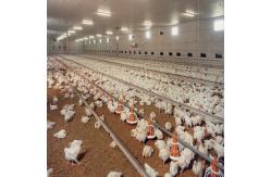 China Fully Automated Ventilated Chicken Coop Light Steel Frame Structure Building supplier