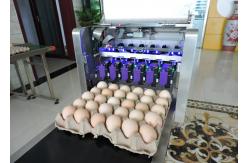 China Safety Egg Inkjet Marking Machine With Free Upgrade And Technical Guidance supplier