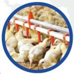 Automatic Poultry Farm Drinking System For Broiler Chicken Shed for sale