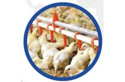 China Automatic Feeding System For Broilers And Layers supplier