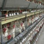 Automated Ventilation Steel Frame Chicken Coop Management Poultry House for sale