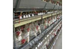 China Automated Ventilation Steel Frame Chicken Coop Management Poultry House supplier