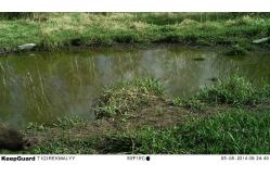 China Scouting Trail Digital Infrared Hunting Camera / Hunter Cameras in Camouflage supplier