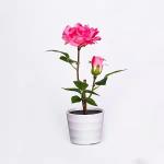 Ip65 Cri70 3years warranty 110lum  3pcs Led Solar Flower Lights for sale