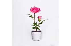 China Ip65 Cri70 3years warranty 110lum  3pcs Led Solar Flower Lights supplier
