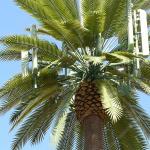 Galvanized Bionic Telecommunication Monopole Tower / Artificial Tree Cell Towers for sale