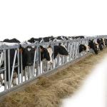 Hot Dip Galvanized Cow Head Lock Dairy Safe And Sturdy Farm Feeding Equipment for sale