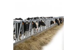 China Selflocking Panel Cow Head Lock Cattle Farm Machinery Equipment supplier