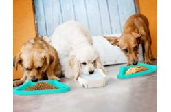 China Pet Puzzle Slow Feeder IQ Interactive Training Toy supplier