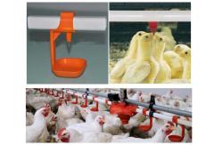 China Yellow Poultry Auto Drinker System Broiler Nipple Drinker With Cup supplier