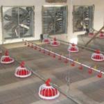 20 Birds/M² 300g Automatic Pan Feeding System for sale