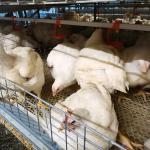 H Type 4 Tiers Automatic Broiler Feeder 1800x1200x410mm for sale