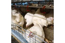 China 3-9 Floor Farm Battery Chicken Cage With Automatic System supplier