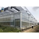 Agriculture Multispan Vegetable Growing Greenhouse Tunnel Multi Span Film Greenhouse for sale