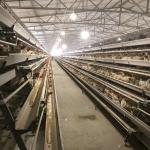 Poultry Farming Egg Layer Chicken Cage A Type 3 Tiers 4 Tiers 90 Birds 160 Birds for sale