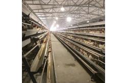China Layer Poultry Battery Cage With Belt Or Scraper Manure Removal System supplier