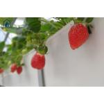 Greenhouse Trapezoidal PVC Strawberry Growing Troughs Vertical Tomato Growing Trough for sale