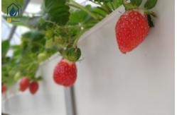 China Greenhouse Trapezoidal PVC Strawberry Growing Troughs Vertical Tomato Growing Trough supplier