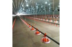 China Stainless Automatic Broiler Feeding System 50Kg Feed Hopper For Poultry supplier