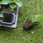 105 Holes Rectangular Polystyrene Seed Raising Tray Deep Cell Plug Trays 540X280mm