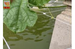 China PP Materials Plant Climbing Netting Insect Barrier Netting 3.0M Wide supplier