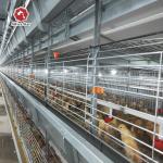 H Type New Design Automatic Broiler Cage For Chicken Farm for sale