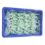 REACH Slight Green 120 Degree 2.5mm Nylon Cable Ties for sale