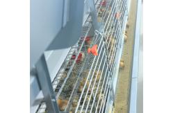 China 60-144 Broiler Poultry Equipment , ISO9001 Wire Bird Breeding Cages supplier