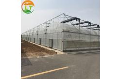China Customizable Size Multi-Span Agricultural Invernadero with Advanced Hydroponic System supplier