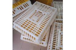 China Live Poultry Carrier Crate Broiler Plastic Cage 7-10 Chicken Capacity supplier