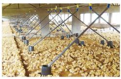 China Duck Goose Feeding And Poultry Drinking System Plastic supplier