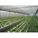 High Density NFT Hydroponics System Fast Harvest Cycle Automatic Control for sale