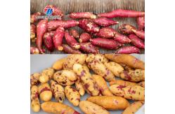 China SUS304 1.5KW Potato Washing And Peeling Machine Bulb Root Veg supplier