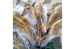 China BWG18-22 Hexagonal Wire Mesh Reverse Twist Rabbit Wire Mesh supplier