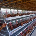 120 128 160 Birds Egg Layer Chicken Cage A Type For South Africa Kenya for sale