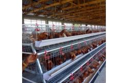 China Deep Galvanized Egg Laying Layer Chicken Cage Prevent Disease Infection supplier